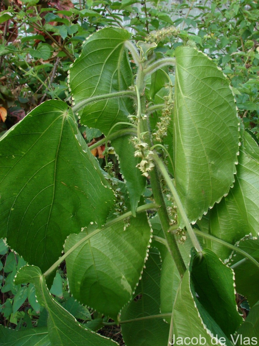 Acalypha wilkesiana Müll.Arg.